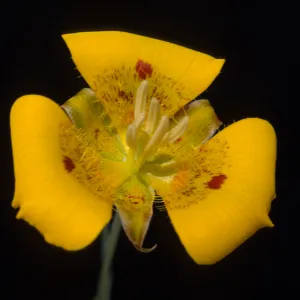 Calochortus luteus