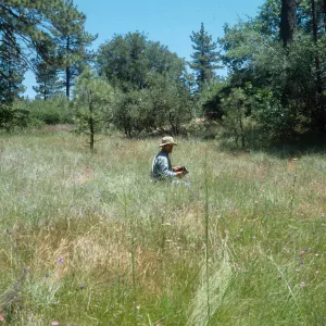 Calochortus palmeri var. munzii habitat, San Bernardino National Forest