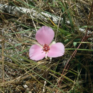 Calochortus palmeri var. munzii, Hiway 74, mile 60.0