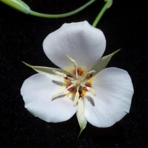 Calochortus palmeri var. munzii, Hwy 74, Mile 70