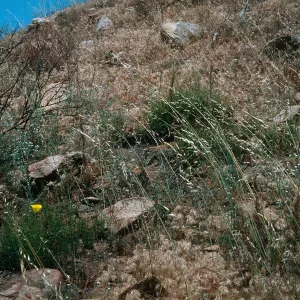 Calochortus concolor Habitat, Palomar Mountain, Cleveland National Forest