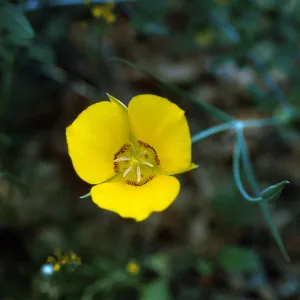 Calochortus concolor