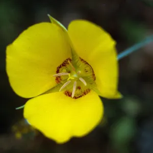 Calochortus concolor