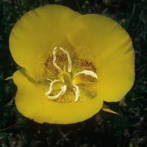 Calochortus concolor, Palomar Mountain, Cleveland National Forest