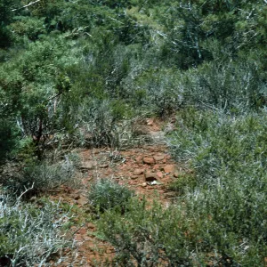 Calochortus dunnii habitat, Inspiration Point, Cuyamaca Mountains, south off Hwy 79