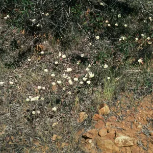 Calochortus dunnii, North face of San Miguel Mountain, along Miller Ranch Road, Peninsular Range, San Ysidro Mountains