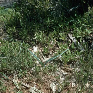 Calochortus dunnii, Inspiration Point; along road to overlook and up hill to south, off Hwy 79