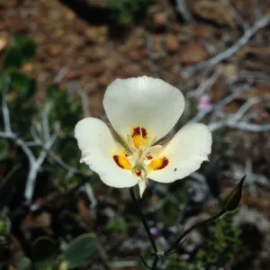 Calochortus dunnii, Inspiration Point; along road to overlook and up hill to south, off Hwy 79