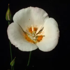 Calochortus dunnii, Inspiration Point; along road to overlook and up hill to south, off Hwy 79