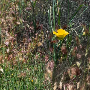 Calochortus clavatus var. gracilis