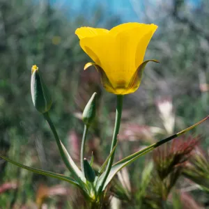 Calochortus clavatus var. gracilis , Newhall, Western Transverse Range, Newhall Ranch, west of I-5 and south of Hwy 126.