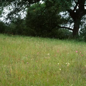 Calochortus albus Habitat