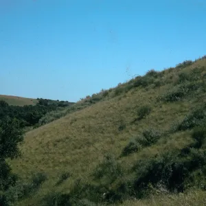 Calochortus Catalinae Habitat, Santa Ana Mountains, Starr Ranch, National Audubon Soc. Bell Creek junction of Leslie Love Trail