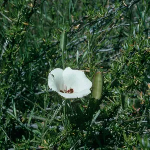 Calochortus catalinae, Santa Ana Mountains, Starr Ranch, National Audubon Soc. Bell Creek junction of Leslie Love Trail, Orange County