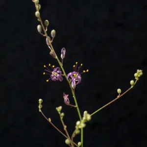 Chlorogalum purpureum Var. purpureum, cult. 