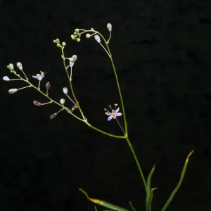 Chlorogalum purpureum Var. purpureum, cult. 