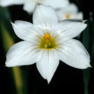 Sisyrinchium bellum (Alba), Starr Ranch; Bell Creek, junction of Leslie Love Trail, Orange County