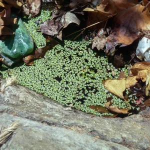 Lemna gibba, Otay Mountain