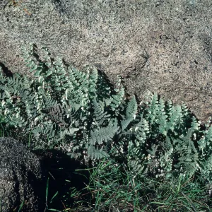 Pentagramma triangularis, South Coast: Gavilan Hills nesar Riverside, Riverside County