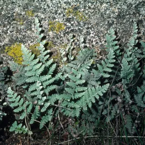 Pentagramma triangularis, South Coast Gavalin Hills near Riverside, Riverside County.