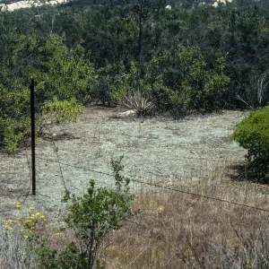 Selaginella cinerascens, Sycamore Canyon, Gordon Ranch, San Diego County