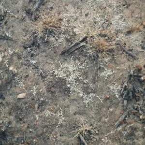 Selaginella cinerascens Del Mar, Lux Canyon, San Diego County