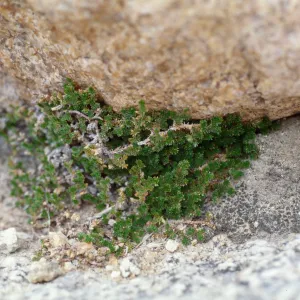 Selaginella eremophila