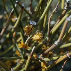 Ephedra nevadensis, Mojave Desert, MCAGCC, Bullion Training Area
