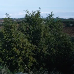 Juniperus californica, Gavilan Park, Riverside California