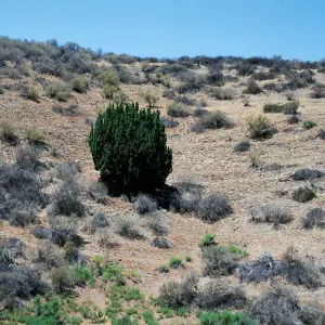 Juniperus californica, Newhall South of Airport Mesa, Los Angeles County