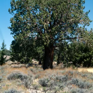 Juniperus occidentalis, Baldwin Lake, San Bernardino Mountains, 34.2898-1168191, San Bernardino County
