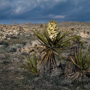 Yucca schidigera, Mojave Desert, MCAGCC, Bullion Training Area, San Bernardino County