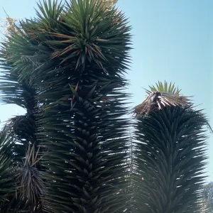 Yucca vallida cult. UCI