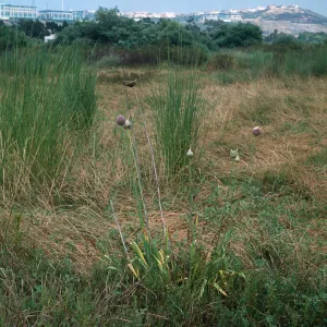 Allium, Los PeÃ±asquitos Lagoon, San Diego County