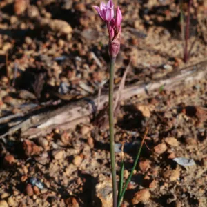 Allium campanulatum, Peninsular Range, San Ysidro Mountains; north face of San Miguel Mountain, along [Miller Ranch Road] to peak