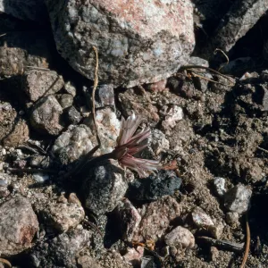 Allium fimbriatum var. abramsii 