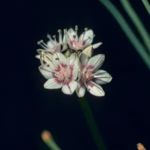 Allium haematochiton 