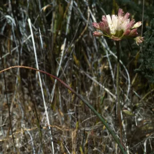 Allium munzii, Southern Santa Ana Mtns., Southeastern flank of Elsinore Peak at â€˜Onion Hill', a grassy knoll of clay soil c. 0.25 mi SE of radio towers, along old Main Divide Road track