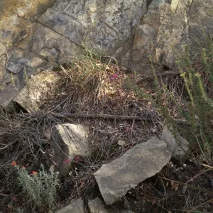 Allium parishii, Morron Valley San Diego County