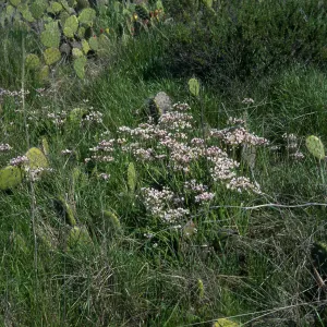 Allium praecox, UCI Preserve, Orange County