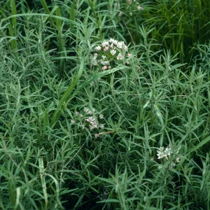 Allium praecox habitat