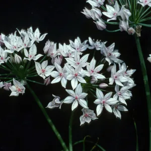 Allium praecox, UCI, Orange County