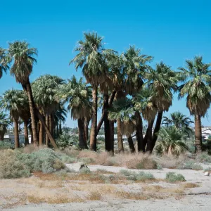 Washingtonia filifera 
