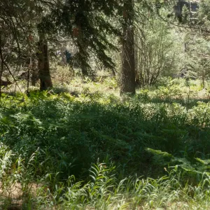Smilacina stellata San Bernardino Mountains, Bluff Meadow