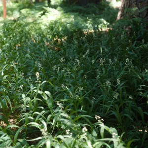 Smilacina stellata San Bernardino Mountains, Bluff Meadow