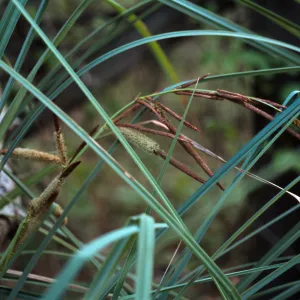 Carex spissa, South Coast: Daley Ranch: northeast of Escondido; west of Co. Hwy. S6 and north of Dixon Lake, San Diego County