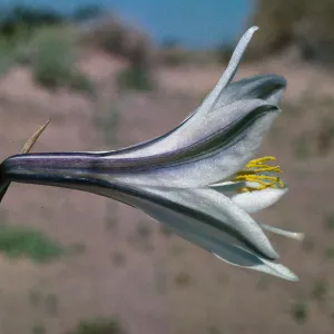 Hesperocallis undulata, Mojave Desert, MCAGCC, Lead Mountain Training Area, San Bernardino County