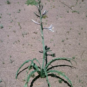 Hesperocallis undulata, Mojave Desert, MCAGCC, Lead Mountain Training Area, San Bernardino County