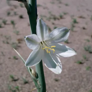 Hesperocallis undulata, Mojave Desert, MCAGCC, Lead Mountain Training Area, San Bernardino County
