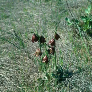 Fritillaria biflora, Goodan Ranch, Sycamore Canyon Road, Poway, east of I-15, San Diego County